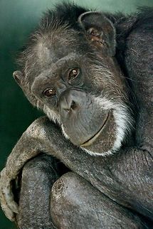 Chimpanzee This is Jill the Chimpanzee. Taken at a zoo in Suffolk, UK Chimpanzee,Common chimpanzee,Pan troglodytes,animals