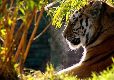 Winter Morning  Big Cats,Panthera tigris,Tiger
