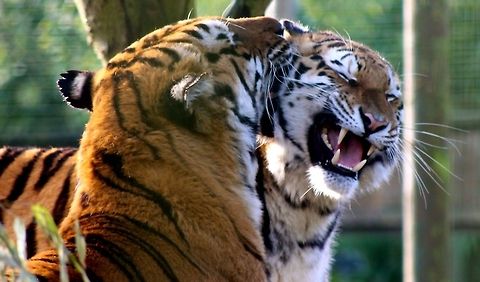 Friends  Big Cats,Panthera tigris,Tiger