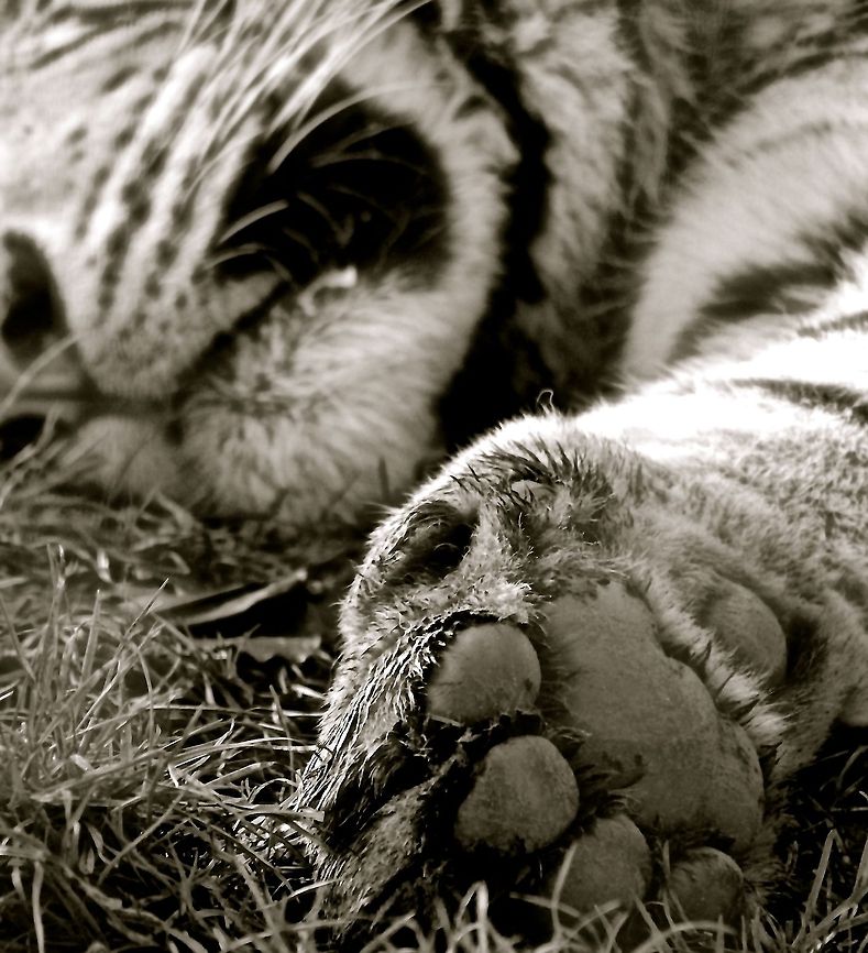 Sleeping  Big Cats,Panthera tigris,Tiger