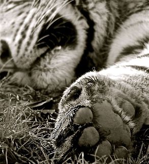 Sleeping  Big Cats,Panthera tigris,Tiger