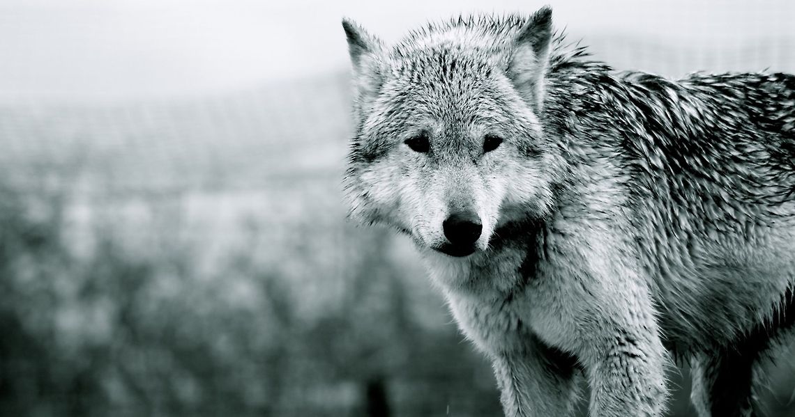Wolf This picture was taken at a Wolf Sanctuary in the UK. They help with the preservation of wolves in the wild. I was fortunate enough to be able to attend a photography workshop there. Canis lupus lupus,Eurasian Wolf