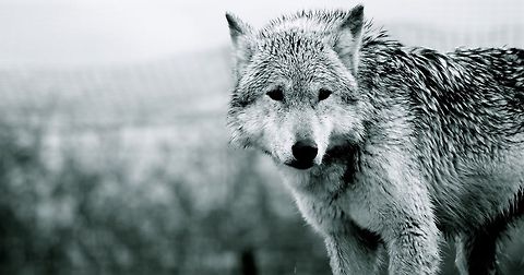 Wolf This picture was taken at a Wolf Sanctuary in the UK. They help with the preservation of wolves in the wild. I was fortunate enough to be able to attend a photography workshop there. Canis lupus lupus,Eurasian Wolf