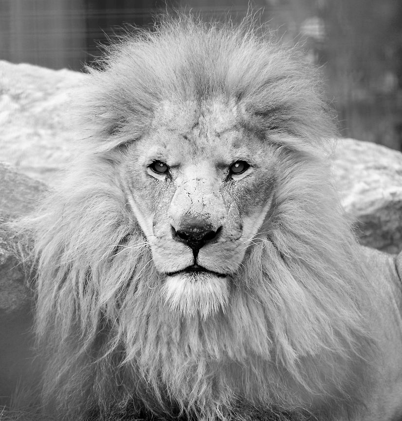 Wise Lion  Big Cats,Black and White,Lion,Panthera leo,animals