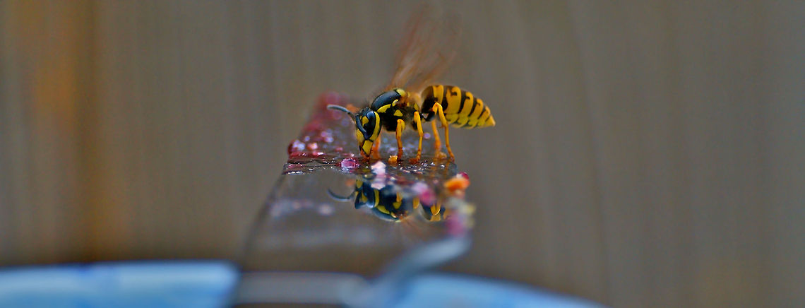 Wasp During a holiday in France we had a guest join us for breakfast! Common wasp,Insects,Vespula vulgaris,Wasp