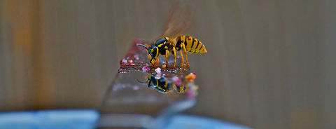 Wasp During a holiday in France we had a guest join us for breakfast! Common wasp,Insects,Vespula vulgaris,Wasp