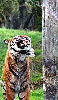 Roar  Panthera tigris,Tiger