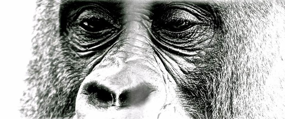 Looking Out  Apes,Gorilla,Gorilla gorilla,Western gorilla,animals,black and white