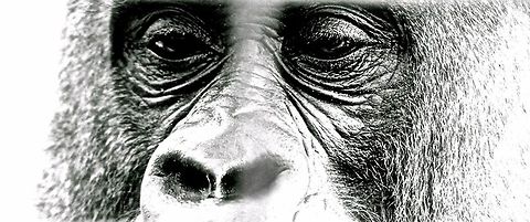 Looking Out  Apes,Gorilla,Gorilla gorilla,Western gorilla,animals,black and white
