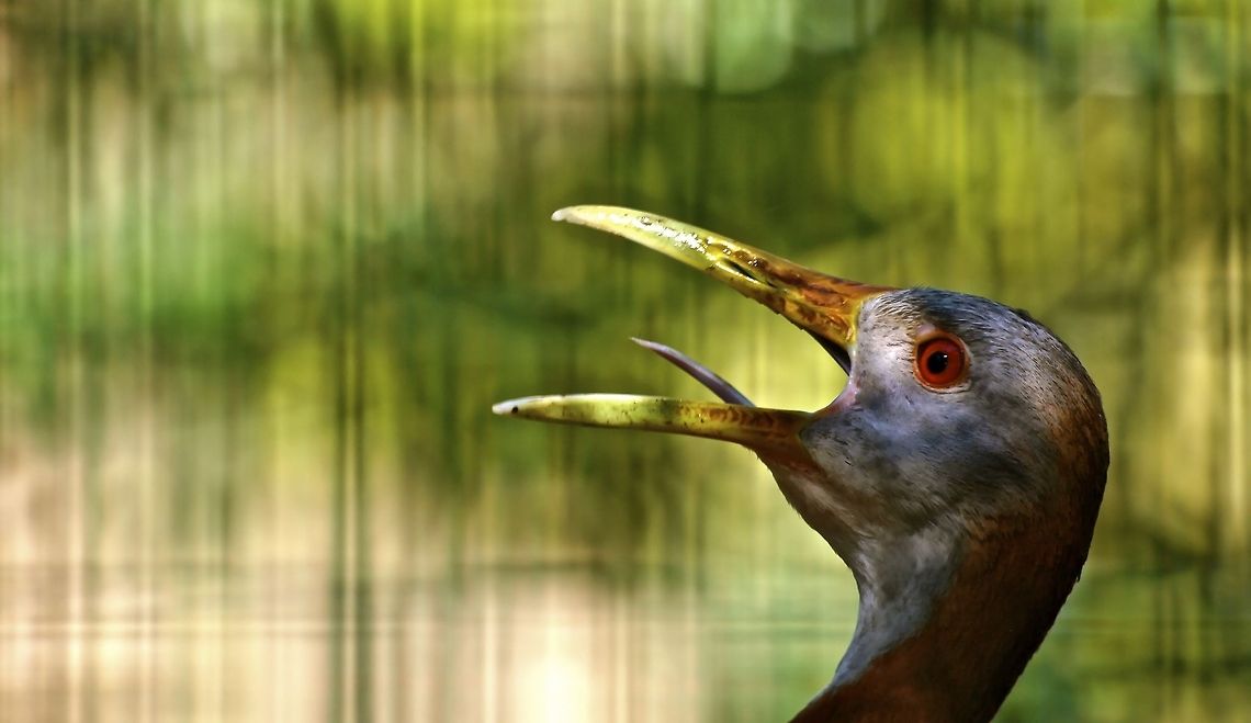 Something to shout about...  Aramides ypecaha,Giant Wood Rail