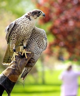 Saker Falcon  Falco cherrug,Saker Falcon