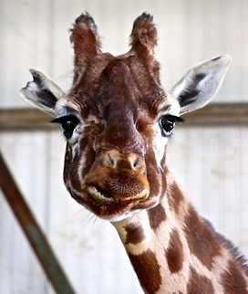 Giraffe  Giraffa camelopardalis,Giraffe