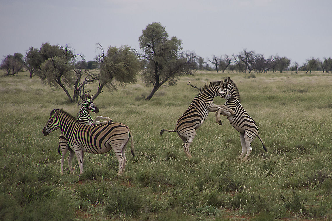 Zebra Capture The zebra were frollicking in front of our house, I was focussed on the back zebra rearing and when I downloaded my pics saw that the 2 in front were posing for me as well Burchells zebra,Equus quagga burchellii