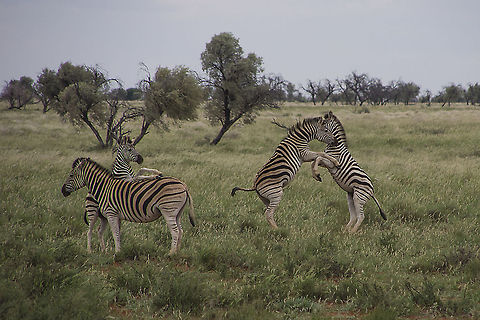 Zebra Capture The zebra were frollicking in front of our house, I was focussed on the back zebra rearing and when I downloaded my pics saw that the 2 in front were posing for me as well Burchells zebra,Equus quagga burchellii