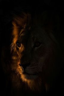 Kgalagadi Lion We saw this lion the previous day - he'd caught a gemsbok so as soon as the gates opened the following morning we "raced" back to where we had seen him and as luck would have it he was still there Kgalagadi Lion,Lion,Panthera leo