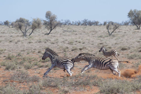 Zebra bite The mare was chasing the foal around - not too sure whether it's her foal or not.  As you can see she is pregnant so was maybe a little grumpy :)   Burchells zebra,Equus quagga burchellii,burchells zebra,equine,zebra