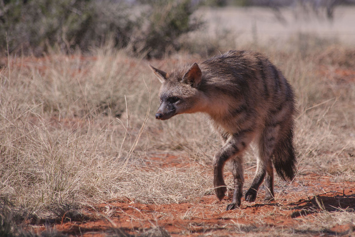 Aardwolf  Aardwolf,Proteles cristata