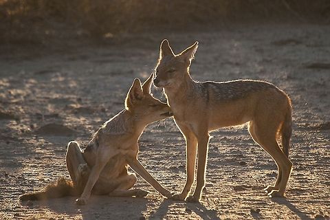 Black-backed jackals  Black-backed jackal,Canis mesomelas