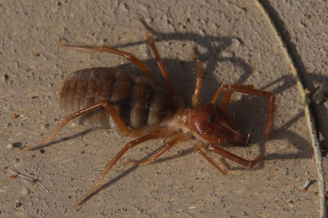 Red Roman Spider I found this fellow thawing out one chilly morning.  I thought it was dead but when I went back a few hours later it was starting to move around.  I have a photo of one of these spiders eating a bat - it is not a very clear photo as those were in my early photography days so will not post it camel spiders,solifuges,sun spiders,wind scorpions