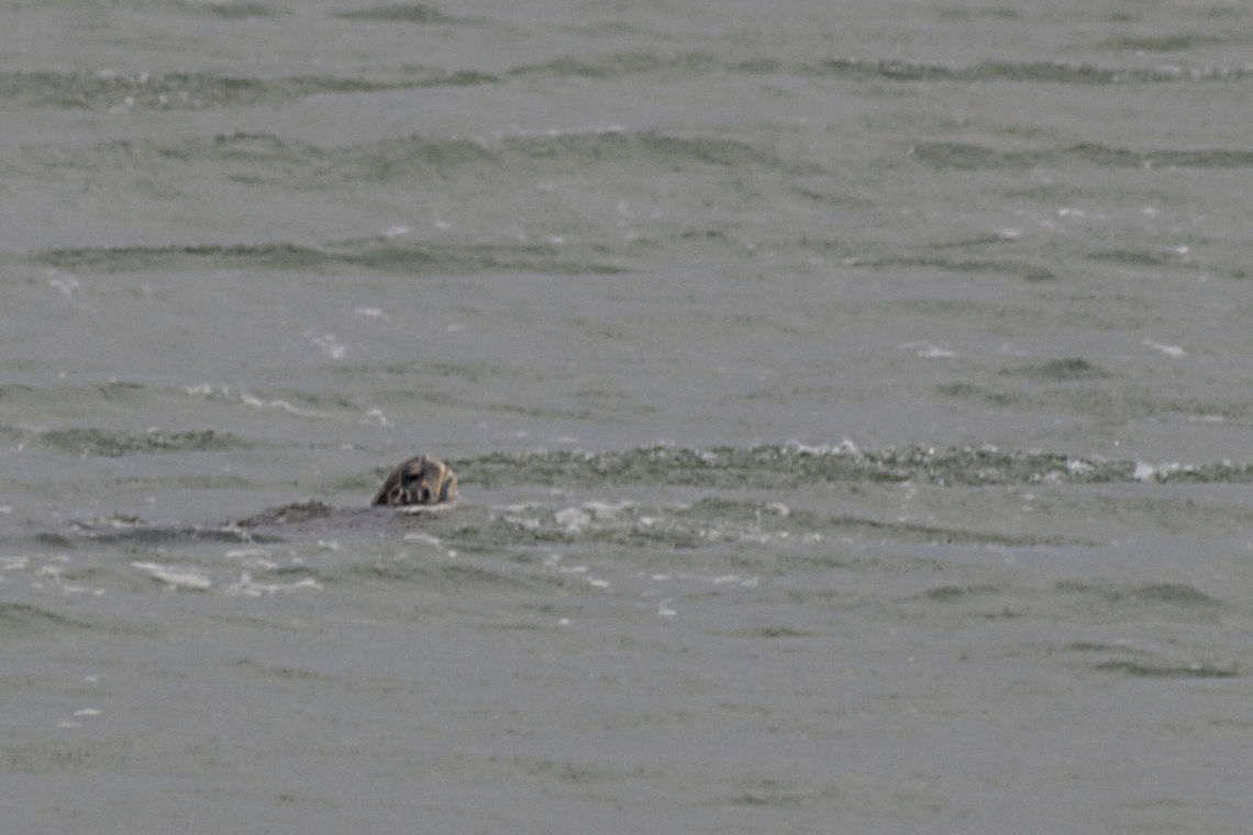 Kunene Turtle This was taken in the Kunene River Mouth - our guide challenged us to try and get a photograph of the turtle / terrapin so I managed to get a few shots although it was very difficult as you don&#039;t know where they are going to surface soft shelled terrapin