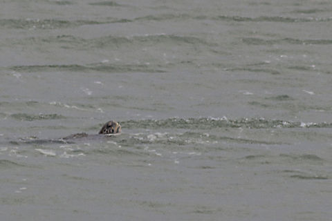 Kunene Turtle This was taken in the Kunene River Mouth - our guide challenged us to try and get a photograph of the turtle / terrapin so I managed to get a few shots although it was very difficult as you don't know where they are going to surface soft shelled terrapin