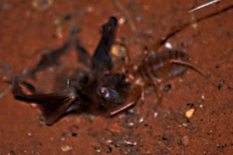 Red Roman eating a bat We were sitting outside a few years ago when we first moved to where we live now in the Northern Cape and we heard a screeching sound and thought it was mice or something fighting.  When we went around the corner this is what we saw - the spider eating a bat!!  This is not a very good photograph as it was taken while I was still "learning" how to use my camera and it was dark so battled with focus Bats,solifuges,wind spider