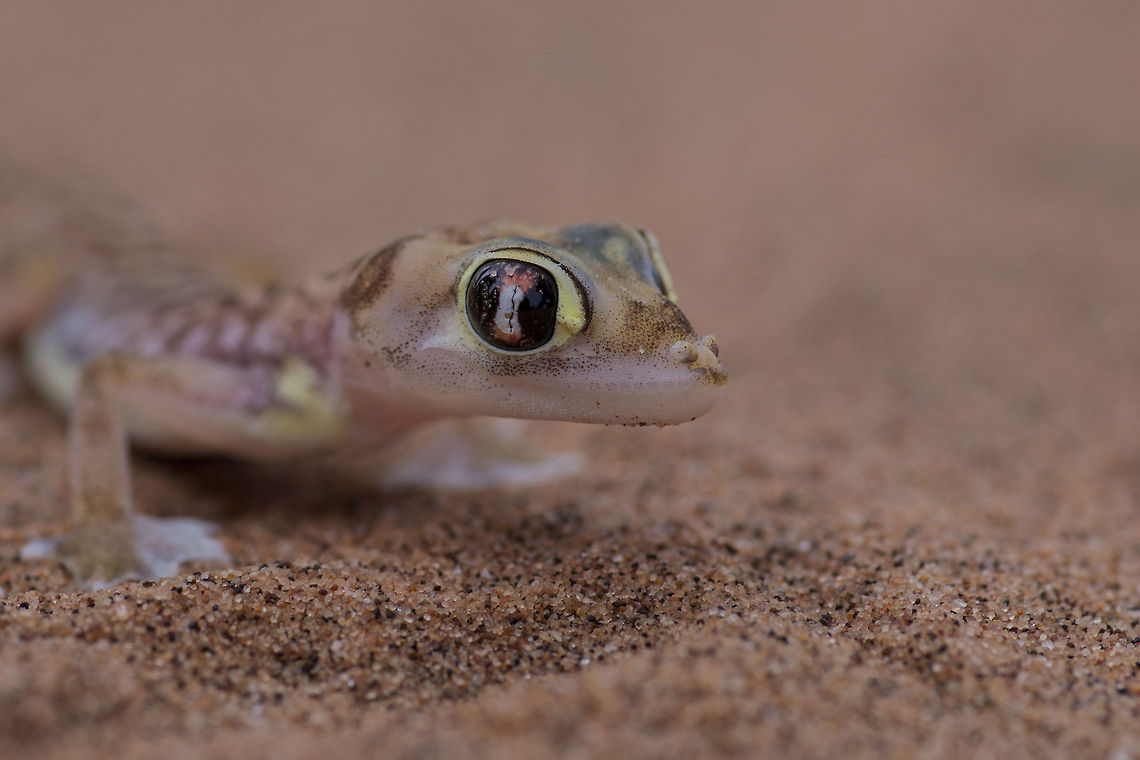 Namib Dune Gecko This was taken on a living deserts tour outside Swakopmund Pachydactylus rangei,Palmato Gecko,Palmotogecko rangei,gecko,namib dune gecko,namib gecko