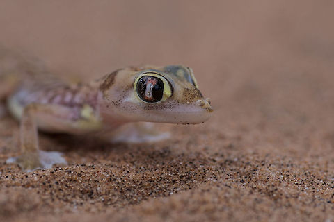 Namib Dune Gecko This was taken on a living deserts tour outside Swakopmund Pachydactylus rangei,Palmato Gecko,Palmotogecko rangei,gecko,namib dune gecko,namib gecko