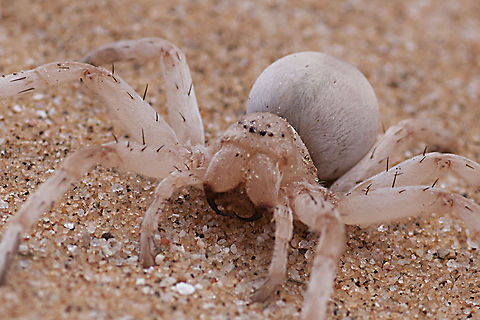 Dancing White Lady spider This was also taken in the Namib Desert on the Living Desert Tours Carparachne aureoflava,Wheel spider,dancing white lady spider,spider in the namib desert