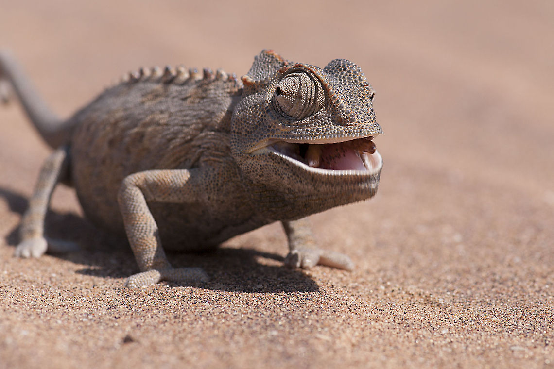 Chameleon in the Namib This was also taken on the living deserts tour Chamaeleo namaquensis,Geotagged,Namaqua chameleon,Namibia