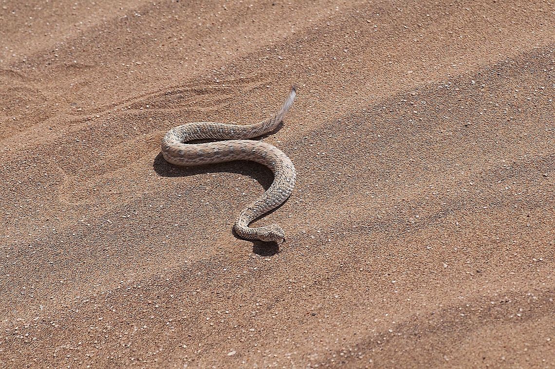 Sidewinder snake This was also taken on the living deserts tour.  All scientific names for the animals were taken from the Living Desert Adventures website Bitis Perinqueyi,Bitis peringueyi,Geotagged,Namibia,sidewinder snake