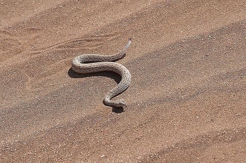 Sidewinder snake This was also taken on the living deserts tour.  All scientific names for the animals were taken from the Living Desert Adventures website Bitis Perinqueyi,Bitis peringueyi,Geotagged,Namibia,sidewinder snake