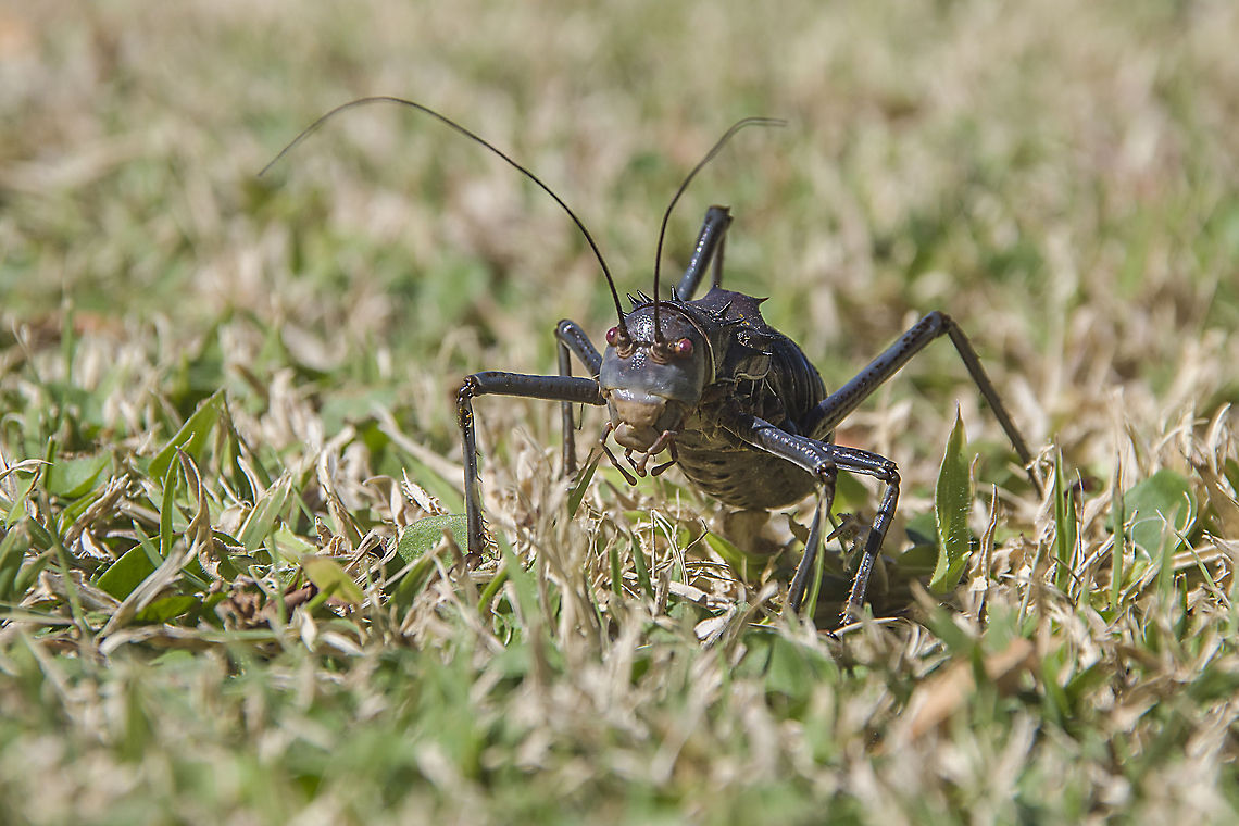Koring Kriek This was taken on a friends farm near Salt Lake in the Northern Cape Acanthoplus discoidalis,Geotagged,South Africa,koring kriek,koringkriek