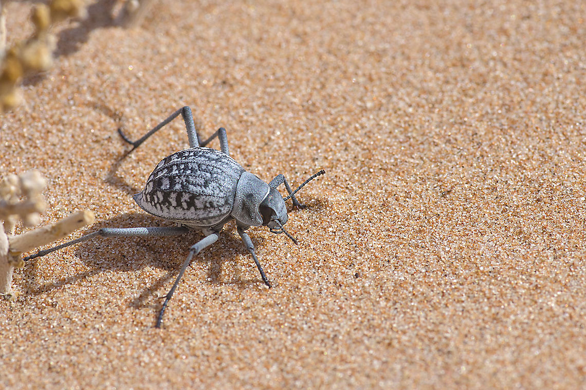 Namibian Dune Buggy I&#039;m not sure of the proper name of this little bug.  Fortunately it stopped for long enough so I could get a few shots of it. Onymacris rugatipennis