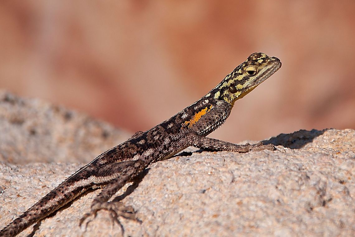 Lizard at Twyfelfontein When we were in Namibia we went to Twyfelfontein and I saw these beautiful lizards.  That night we stayed at a campsite a few km away and I was hoping to see some there but there were none, so the following morning we drove back to Twyfelfontein so I could get a photo of one of these beautiful creatures Agama planiceps,Geotagged,Lizard,Namib rock agama,Namibia,Namibian Lizard,Twyfelfontein