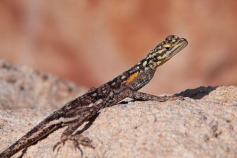 Lizard at Twyfelfontein When we were in Namibia we went to Twyfelfontein and I saw these beautiful lizards.  That night we stayed at a campsite a few km away and I was hoping to see some there but there were none, so the following morning we drove back to Twyfelfontein so I could get a photo of one of these beautiful creatures Agama planiceps,Geotagged,Lizard,Namib rock agama,Namibia,Namibian Lizard,Twyfelfontein