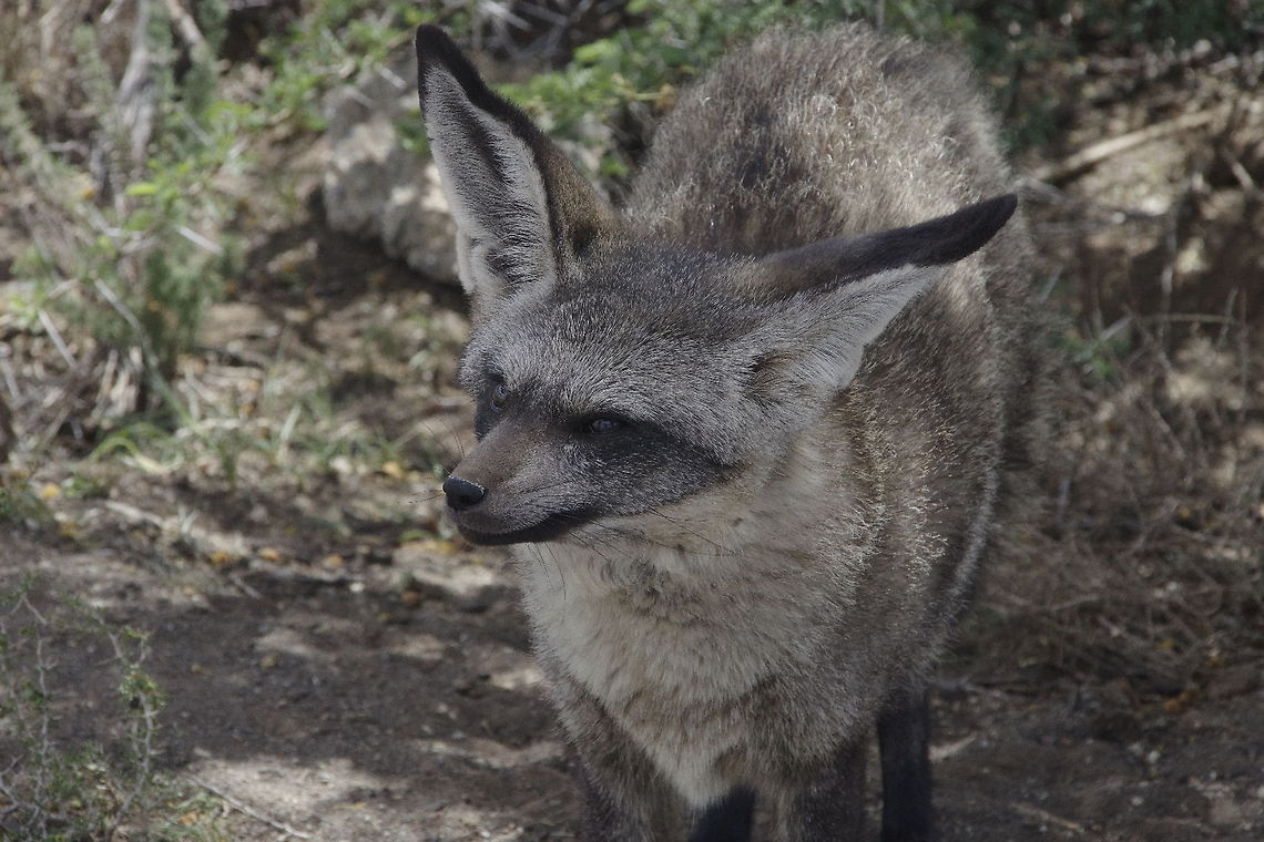 Bat Eared Fox This was taken at a big cat sanctuary outside Kimberley Otocyon,bat eared fox
