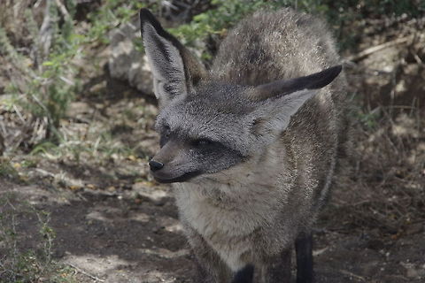 Bat Eared Fox This was taken at a big cat sanctuary outside Kimberley Otocyon,bat eared fox