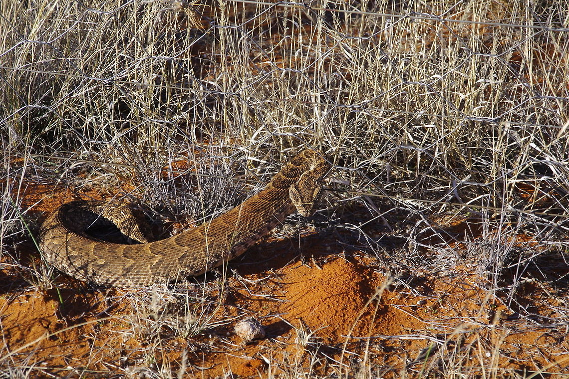 Puffadder Just when we thought that snakes hibernate in winter we were proven wrong.  This puffadder put in an appearance yesterday and was sunning himself.  We put him in a bag and put him on our neighbours veldt away from our horses and dogs Puffadder,bitis arietans,pofadder
