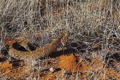 Puffadder Just when we thought that snakes hibernate in winter we were proven wrong.  This puffadder put in an appearance yesterday and was sunning himself.  We put him in a bag and put him on our neighbours veldt away from our horses and dogs Puffadder,bitis arietans,pofadder