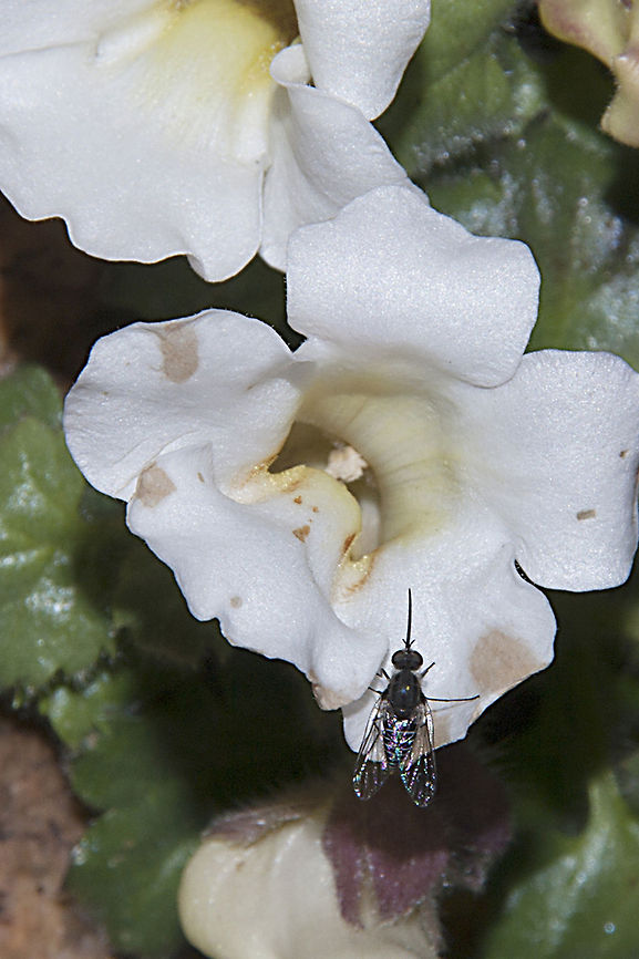Namaqualand Long Tongue Fly The extremely long, thin proboscis of insects from the genus Prosoeca (Nemestrinidae) evolved as an adaptation to feeding from long, tubular flowers.  This flower is apparently only found in a few regions so I don't know how many people have seen these Geotagged,Nemestrinida,Prosoeca,South Africa,long-proboscid fly