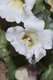 Namaqualand Long Tongue Fly The extremely long, thin proboscis of insects from the genus Prosoeca (Nemestrinidae) evolved as an adaptation to feeding from long, tubular flowers.  This flower is apparently only found in a few regions so I don't know how many people have seen these Geotagged,Nemestrinida,Prosoeca,South Africa,long-proboscid fly
