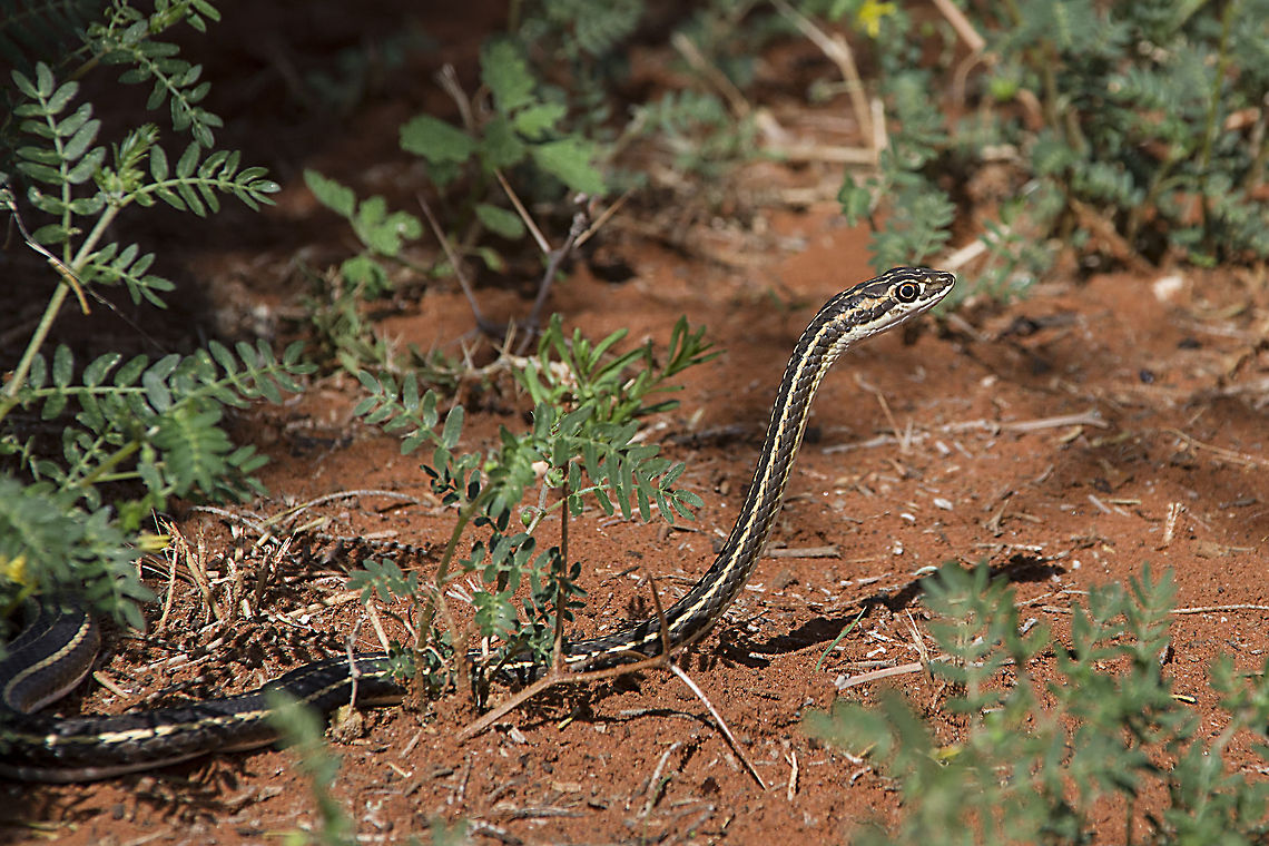 Fork marked sandsnake This fellow came to visit us a few months ago and posed ever so nicely for me.  Species was incorrectly identified and is now correct Fork-marked sand snake,Geotagged,Psammophis leightoni trinasalis,Psammophis trinasalis,South Africa,snake