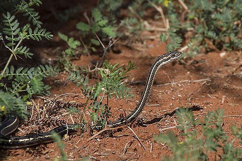 Fork marked sandsnake This fellow came to visit us a few months ago and posed ever so nicely for me.  Species was incorrectly identified and is now correct Fork-marked sand snake,Geotagged,Psammophis leightoni trinasalis,Psammophis trinasalis,South Africa,snake