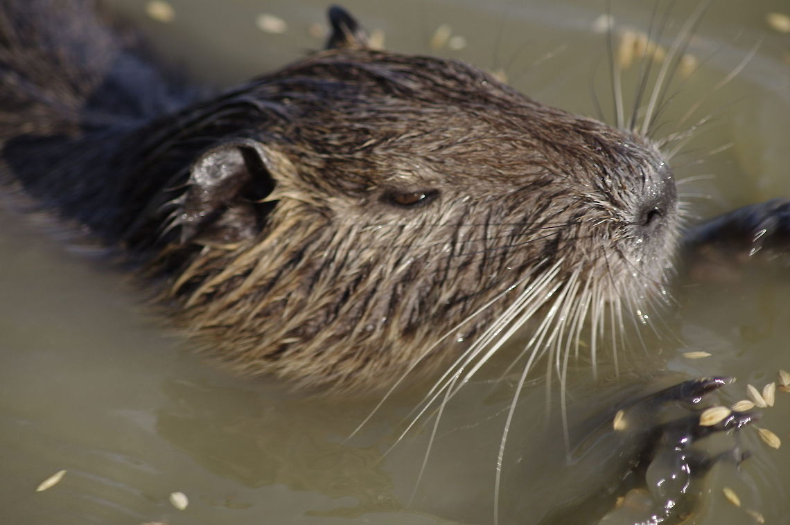 Muskrat This was taken in St Marie de la Mer (South of France) at the Flamingo Sanctuary France,Geotagged,Muskrat,Ondatra zibethicus