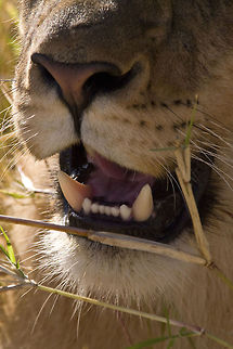 Lion in Zimbabwe This was taken on a trip that I did with my son a few years ago Botswana,Geotagged,Lion,Panthera leo,Zambia,Zimbabwe,lions