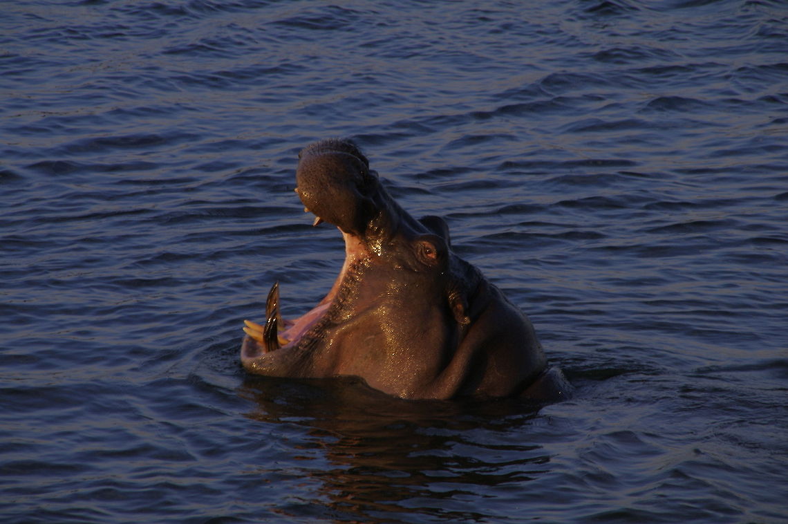 Hippo at Sundown Taken in Zimbabwe Geotagged,Zimbabwe; hippo; hippopotomus;river horse