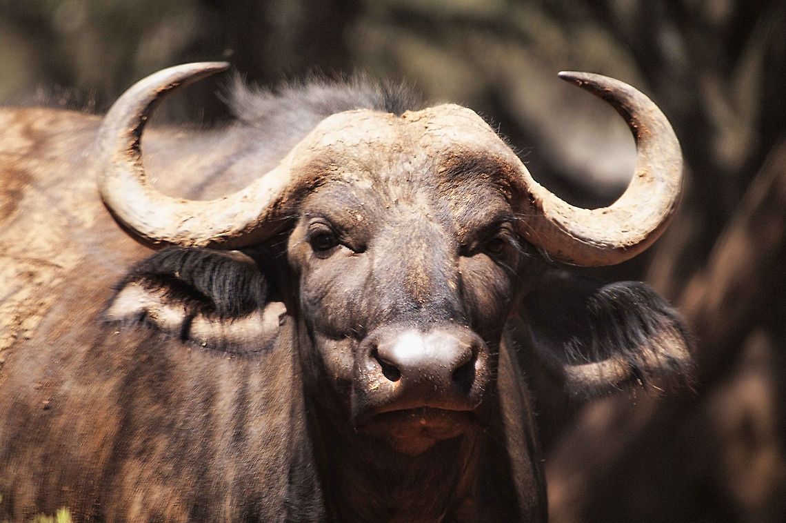 Cape Buffalo This was taken at Mokala Game Reserve in the Northern Cape African buffalo,Geotagged,South Africa,Syncerus caffer;Mokala