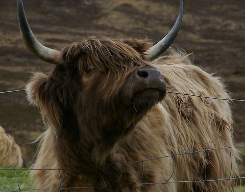 Highland Cow / Heilan Coo This was taken on the Isle of Skye a few years ago Bos primigenius taurus,Cattle,Cow,Geotagged,Heilan Coo,Highland,Highland Cow,Skye,United Kingdom