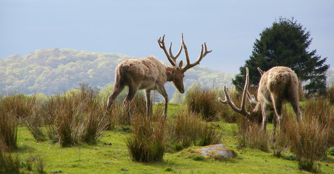 Cairngorm Reindeer I Googled Reindeer in Scotland and came up with the Cairngorm Reindeer - I do stand to be corrected though.  We were driving and I saw the reindeer standing in a field Cairngorm Reindeer,Geotagged,Rangifer tarandus,Reindeer,Scotland,United Kingdom